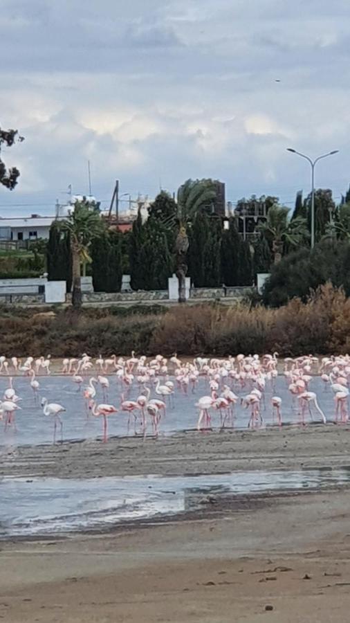 Must Stay - Sea & Salt Lake Panoramic View Apt Larnaca Exteriör bild